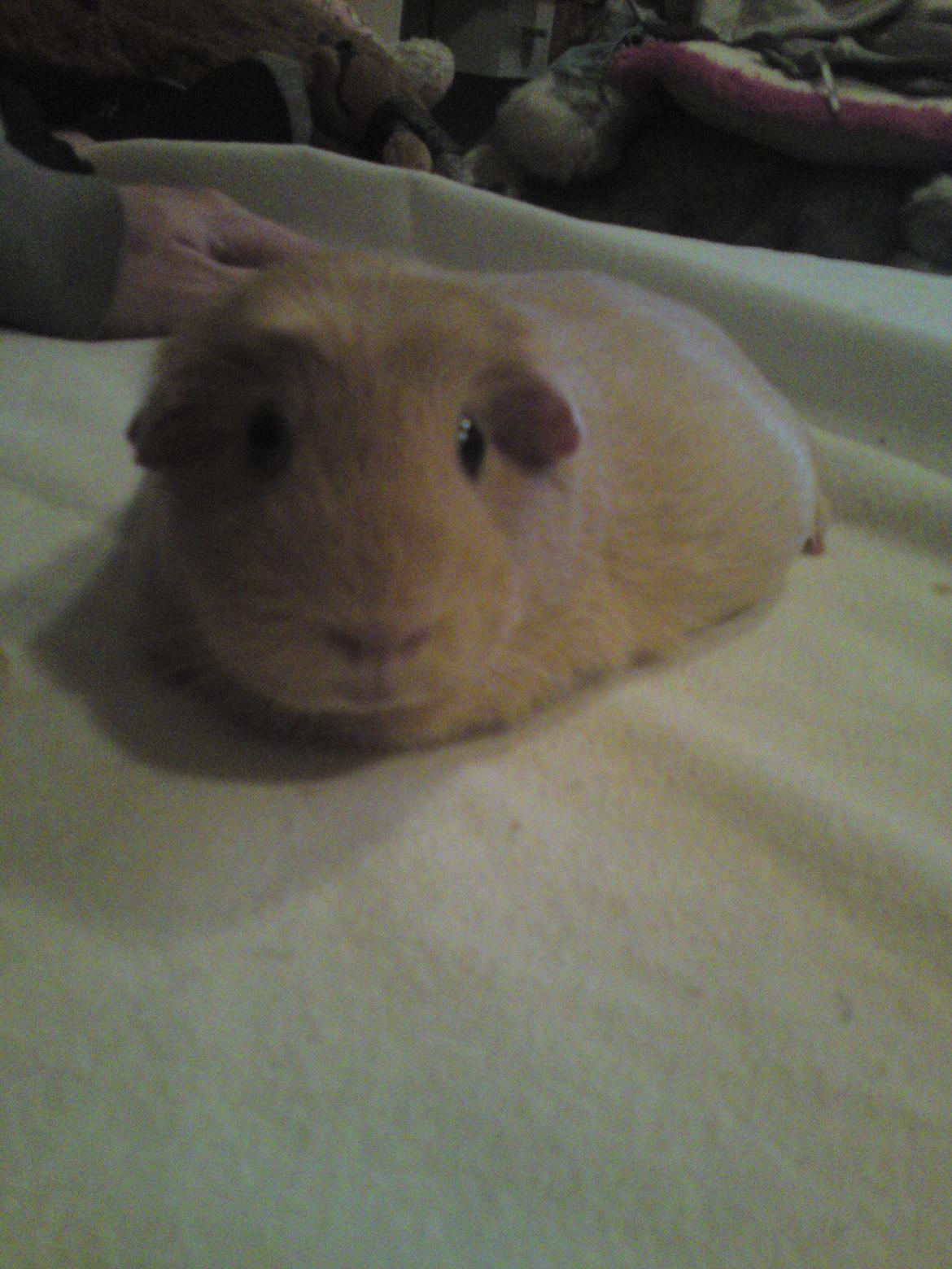 Marsvin Tulle!!!<3 - Når den min Tulle er ude og hygge på sengen!<3 billede 5