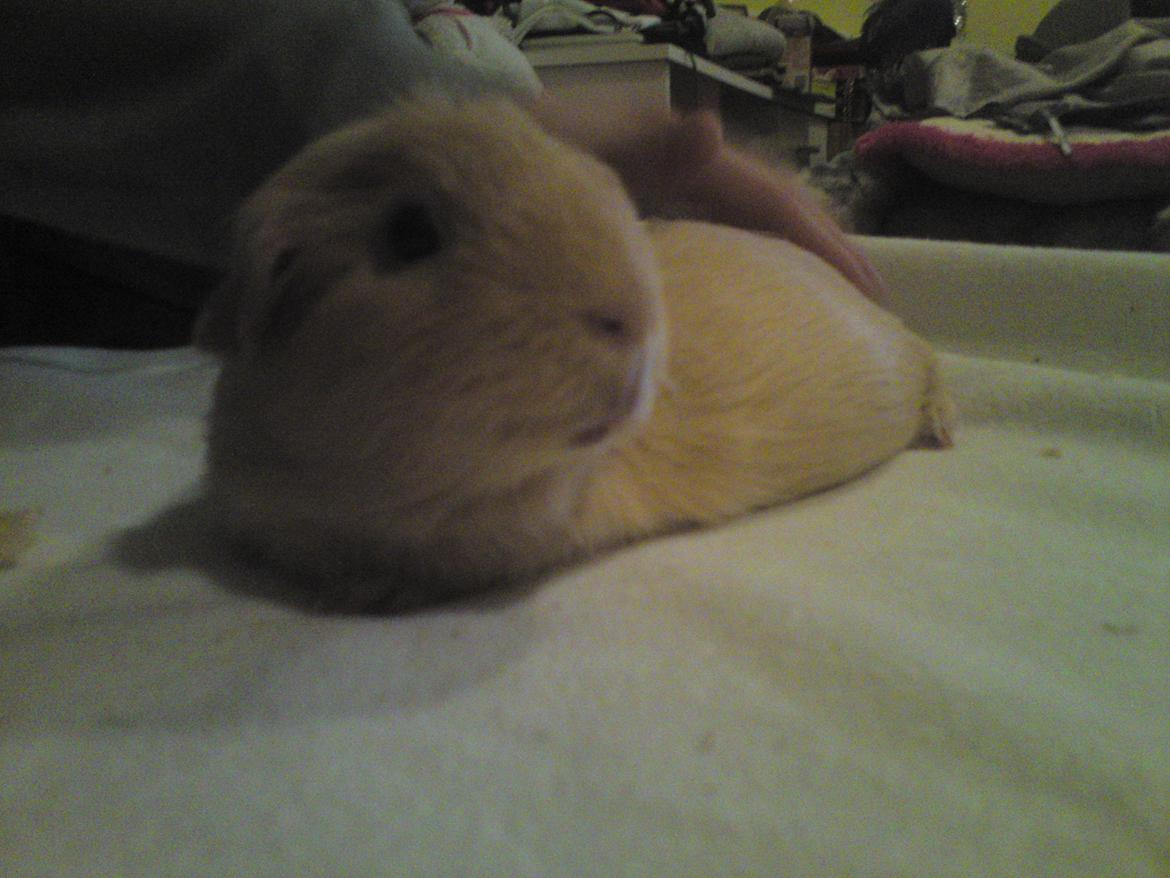 Marsvin Tulle!!!<3 - Hygge hygge på sengen :P<3 billede 6