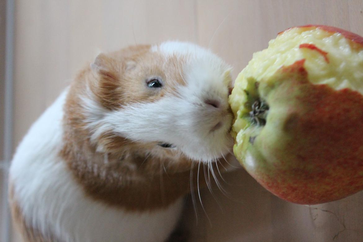 Marsvin Nelly billede 15