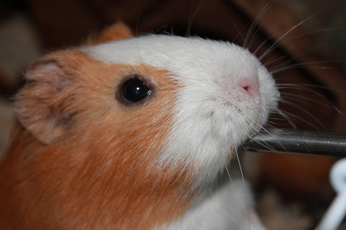 Marsvin Nelly billede 13