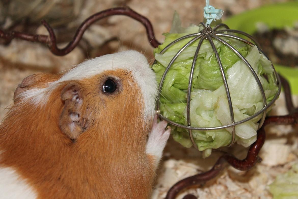 Marsvin Nelly billede 6