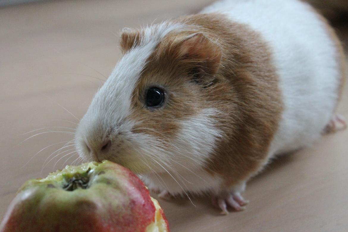 Marsvin Nelly billede 14