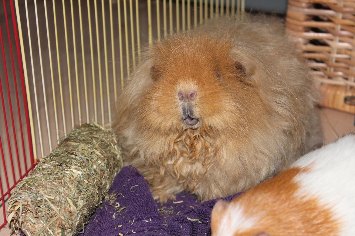 Marsvin Mynte <3 billede 21