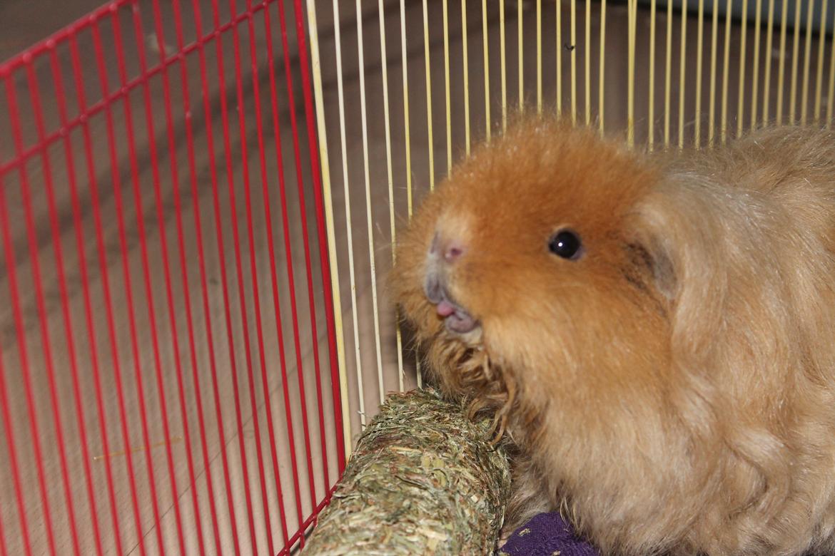 Marsvin Mynte <3 billede 22