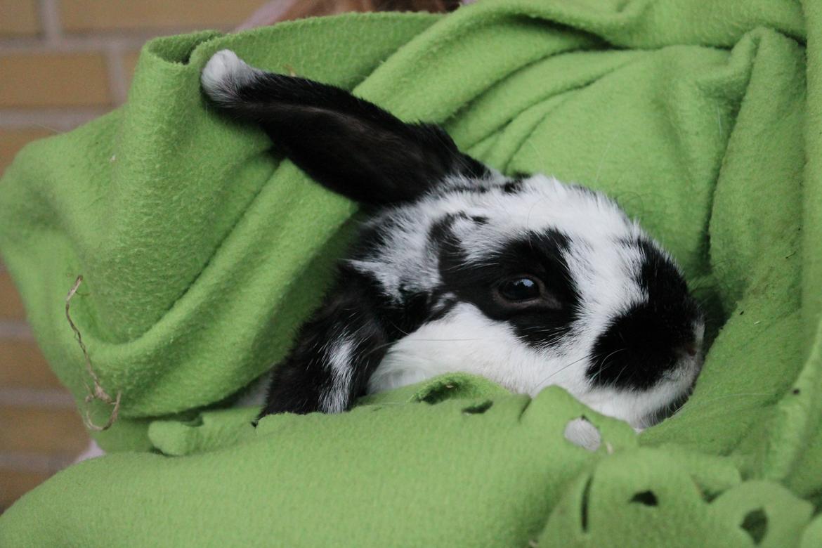 Kanin Alice billede 25