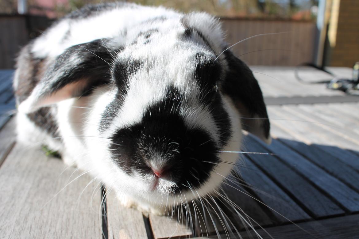 Kanin Alice billede 26