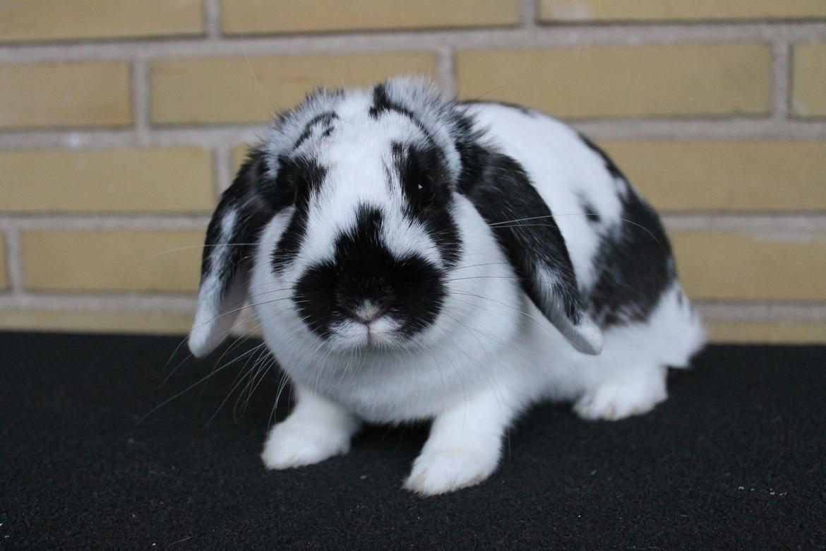 Kanin Alice billede 21