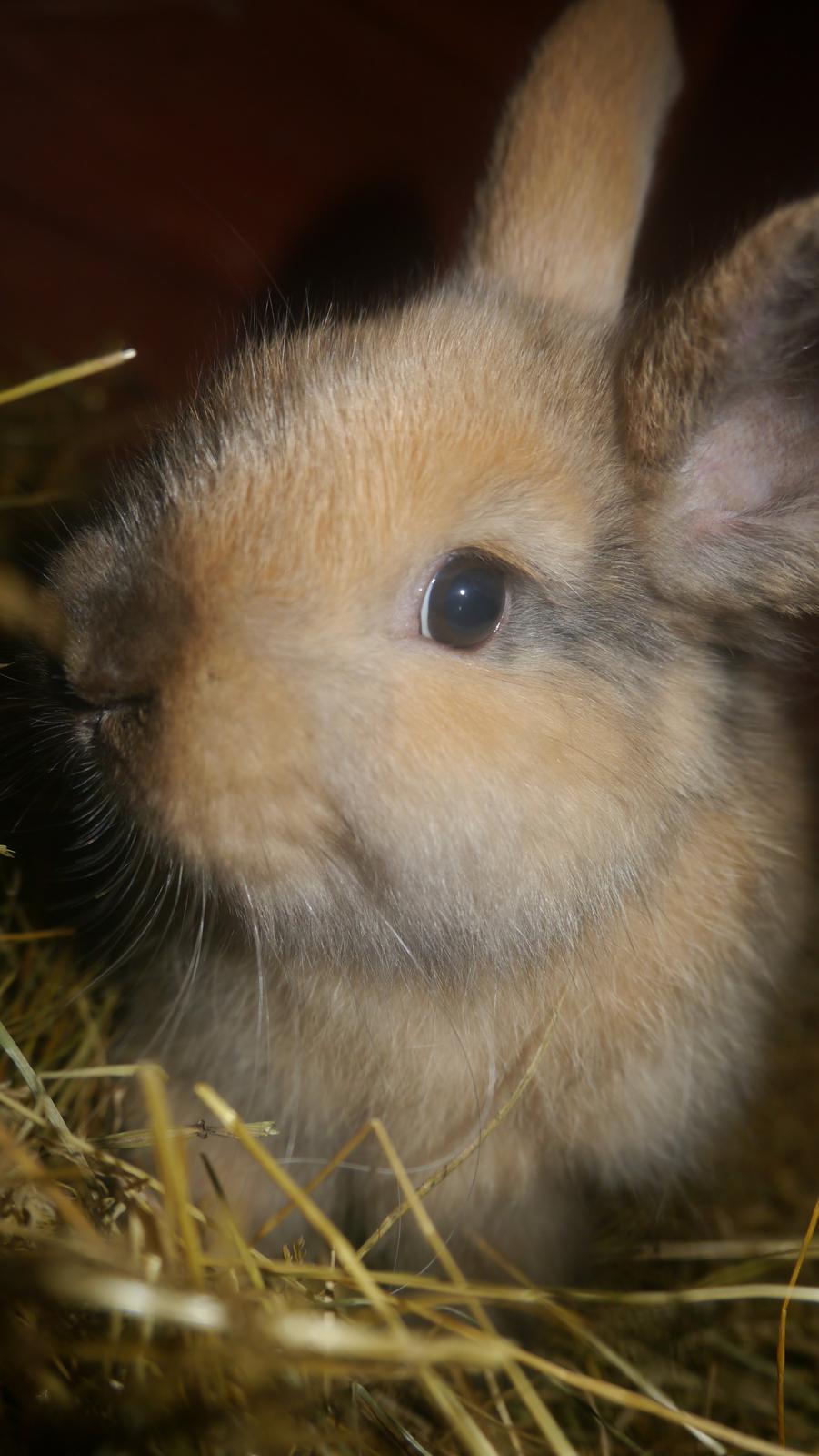 Kanin Stjernen´s Themba!<3 - du er det bedste der er sket for mig længe!<3  billede 3
