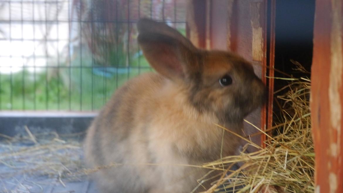 Kanin Stjernen´s Themba!<3 - hun undersøger lige det hele<3 billede 7