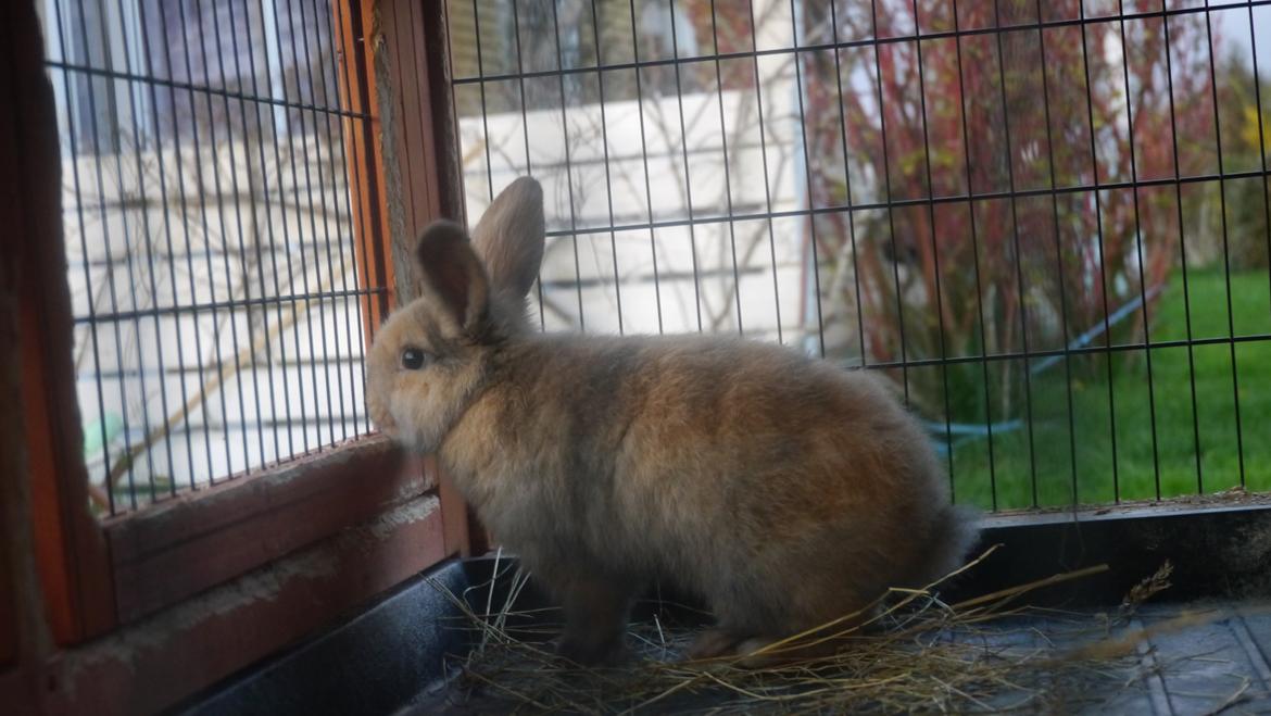 Kanin Stjernen´s Themba!<3 - der er et eller andet ved det billed her som jeg virkilig bare elsker!<3 billede 8