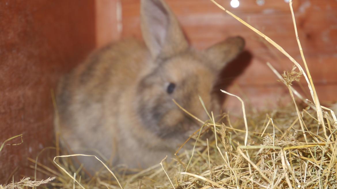 Kanin Stjernen´s Themba!<3 - det er lidt sløret da kameraet fokuserede på høet<3 men jeg elsker det alligevel!<3 billede 10