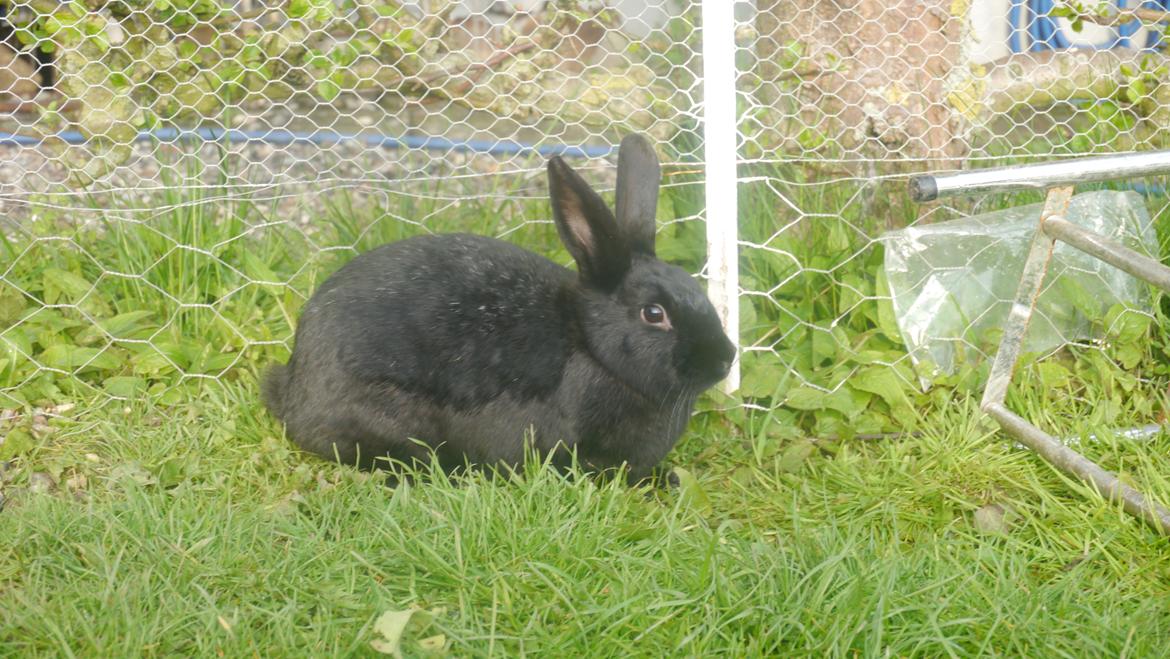 Kanin Stjernen´s Rikka!<3 - du er så dejlig min pige!<3:-* billede 7