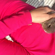 Kanin Gnisten Von. Grå