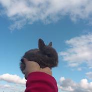 Kanin Gnisten Von. Grå