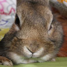 Kanin Speedy's Johnny Reimer