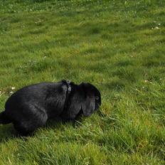 Kanin Hopla's Piratos ( Lille Pi' )