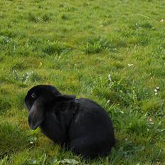 Kanin Hopla's Piratos ( Lille Pi' )