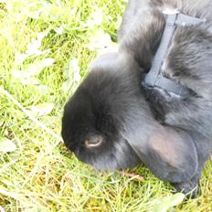 Kanin Hopla's Piratos ( Lille Pi' )