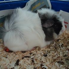 Marsvin Balou