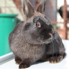 Kanin Ahrenkiels Stampe Jr. |Blanding| *R.I.P.*