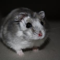 Dværghamster Rollo