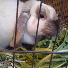 Kanin Hera (Dværg Vædder)