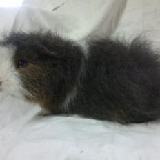 Marsvin Koudals Alexander