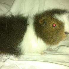 Marsvin Koudals Alexander