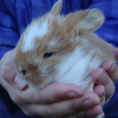 Kanin Agnes (Victorias kanin)