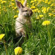 Kanin Stjernen´s Themba!<3