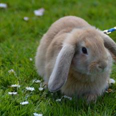 Kanin | Lykkes Spiderman |