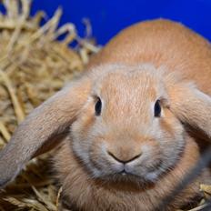 Kanin | Lykkes Spiderman |