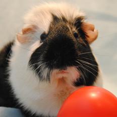 Marsvin | Miss Mission Impossible aka Molly