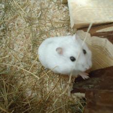 Dværghamster •CJ´s• Evil †