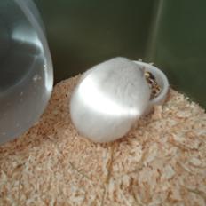 Dværghamster •CJ´s• Evil †