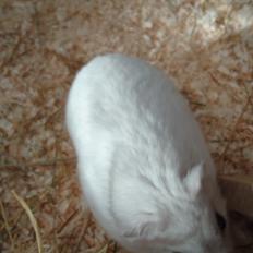 Dværghamster •CJ´s• Evil †