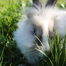 Kanin Magic Misty |Løvehoved| *R.I.P.*