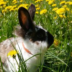 Kanin Stjernen´s Adidas!<3