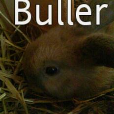 Kanin Buller