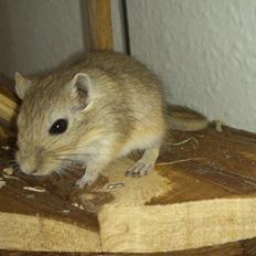 Ørkenrotte Pinki og brain