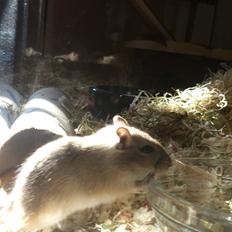 Ørkenrotte Pinki og brain