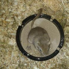 Ørkenrotte Pinki og brain