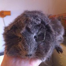 Marsvin Morias Dreams Come True