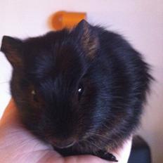 Marsvin Morias Cavatina