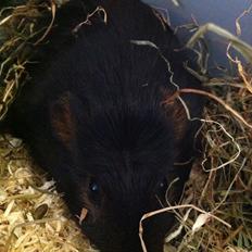 Marsvin Morias Cavatina