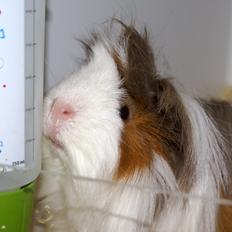 Marsvin Oxford Vom Rosengarten (Peruaner)