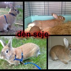 Kanin malibu | blanding