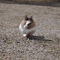 Kanin Fluffy Awendela