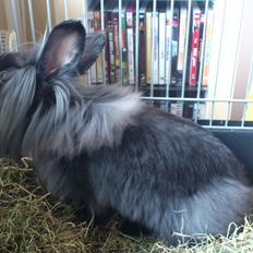 Kanin Black Beauty solgt til en veninde 