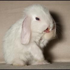 Kanin Hyggehulen's Barbosa